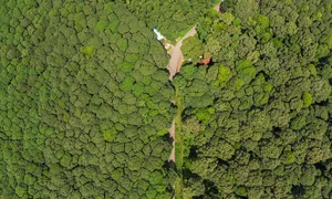 Rừng gỗ quý hơn 450 ha được trồng gần nửa thế kỷ Rừng gỗ quý hơn 450 ha được trồng gần nửa thế kỷ